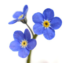 Forget-me-not Victoria Blue Flower Isolated On White