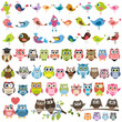 set of cartoon colorful birds and owls