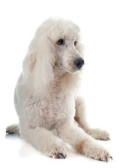 Canvas Print - standard poodle