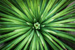 Agave stricta, close up