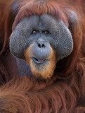 Fototapeta Zwierzęta - Closeup portrait of adult male orangutan