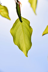 Wall Mural - Shiny translucent apricon tree leaf on light blue sky background