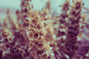 Close up of a strange purple plant.
It seems like being on another planet, alien world.
Blurred background.