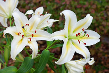 White Lilies In A Garden