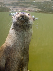 Wall Mural - European otter (Lutra lutra lutra)