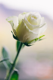 Weiße Rose vor weichem Hintergrund