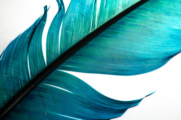 turquoise feather of an angel, isolated background