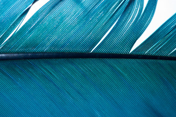 turquoise feather of an angel, isolated background