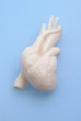 Der menschliche Körper - Herz (Model)