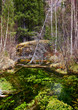 Swampy stream in Altay Taiga