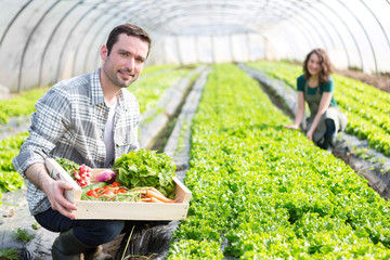 Young attractive woman harvesting vegetable in a greenhouse