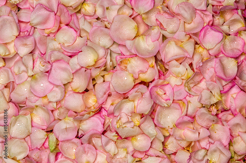 Nowoczesny obraz na płótnie Pink rose petal background