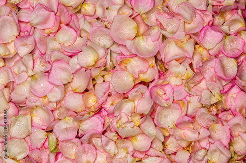 Plakat na zamówienie Pink rose petal background