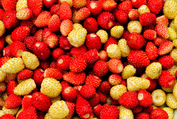 ripe wild strawberry background 