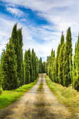 Wall Mural - Panorami dell'umbria e della toscana