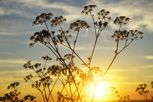 Flowers Silhouette In The Sunset. Nature Background.