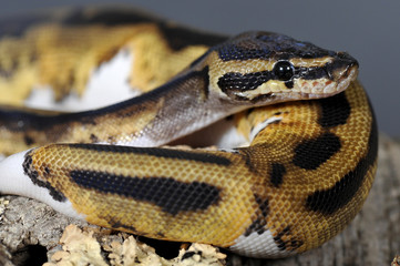 Python regius pied-ball