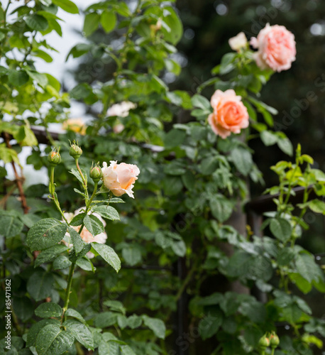 Download Rose mit dornen For iPhone Free