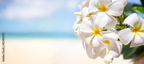 White tropical flower over beautiful beach © luckybusiness