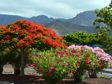 Flame Tree And Oleander Bushes. Tenerife,Canary Islands.