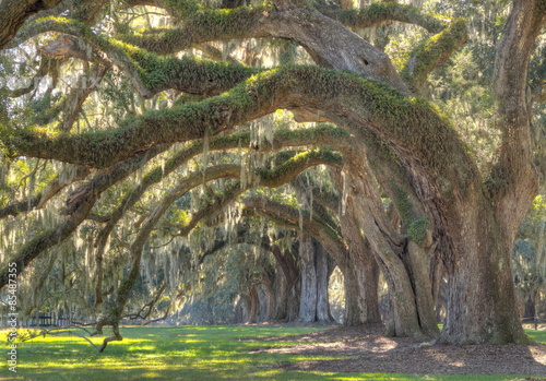 Obraz w ramie Live Oak Tree 