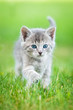 © Rita Kochmarjova - Little grey kitten walking on the lawn