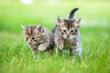 Two little tabby kittens walking outdoors