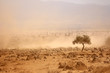 Dusty plains during a drought, Kenya