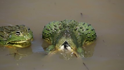 Poster - A pair of African giant bullfrogs mating and laying eggs  in shallow water, South Africa