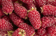 Tayberry a hybrid of raspberries and blackberries