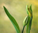 Fototapeta Tulipany - Zielone tulipany