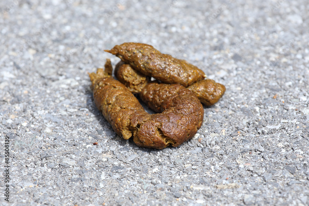 dog poop on the wooden street