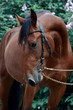 © geptays - Portrait of a beautiful bay russian trotter