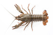 crayfish on a white background