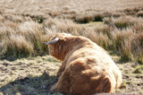 Fototapeta Sawanna - Majestic highland bull 