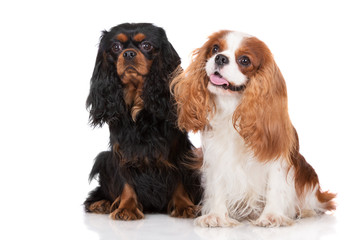 Wall Mural - two cavalier king charles spaniel dogs on white