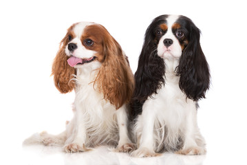 two cavalier king charles spaniel dogs on black