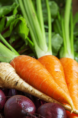 Fresh organic beets and carrots on old wooden table, selective f