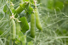 Close Up Of Green Peas