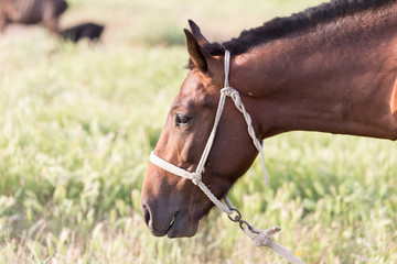 Sticker - horse portrait