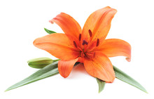 Orange Lily.