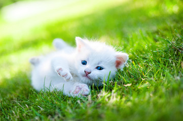 white kitten walking on the grass