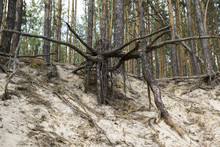 Wrested Roots Of Large Tree In The Sand In Forest