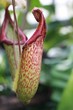 Dzbanecznik (Nepenthes) owadożerny