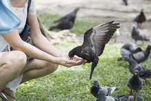 Feeding Pigeon By Hand In Park
