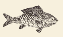 Fish Bream Vintage Engraved Vector Illustration, Hand Drawn
