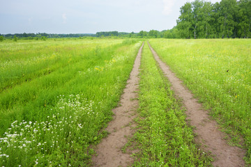 Wall Mural - country road