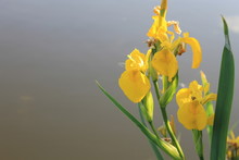 Wild Yellow Iris
