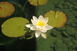 Lilie wodne (Nymphaea) - Oczko wodne