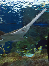 Sawfish In The Water